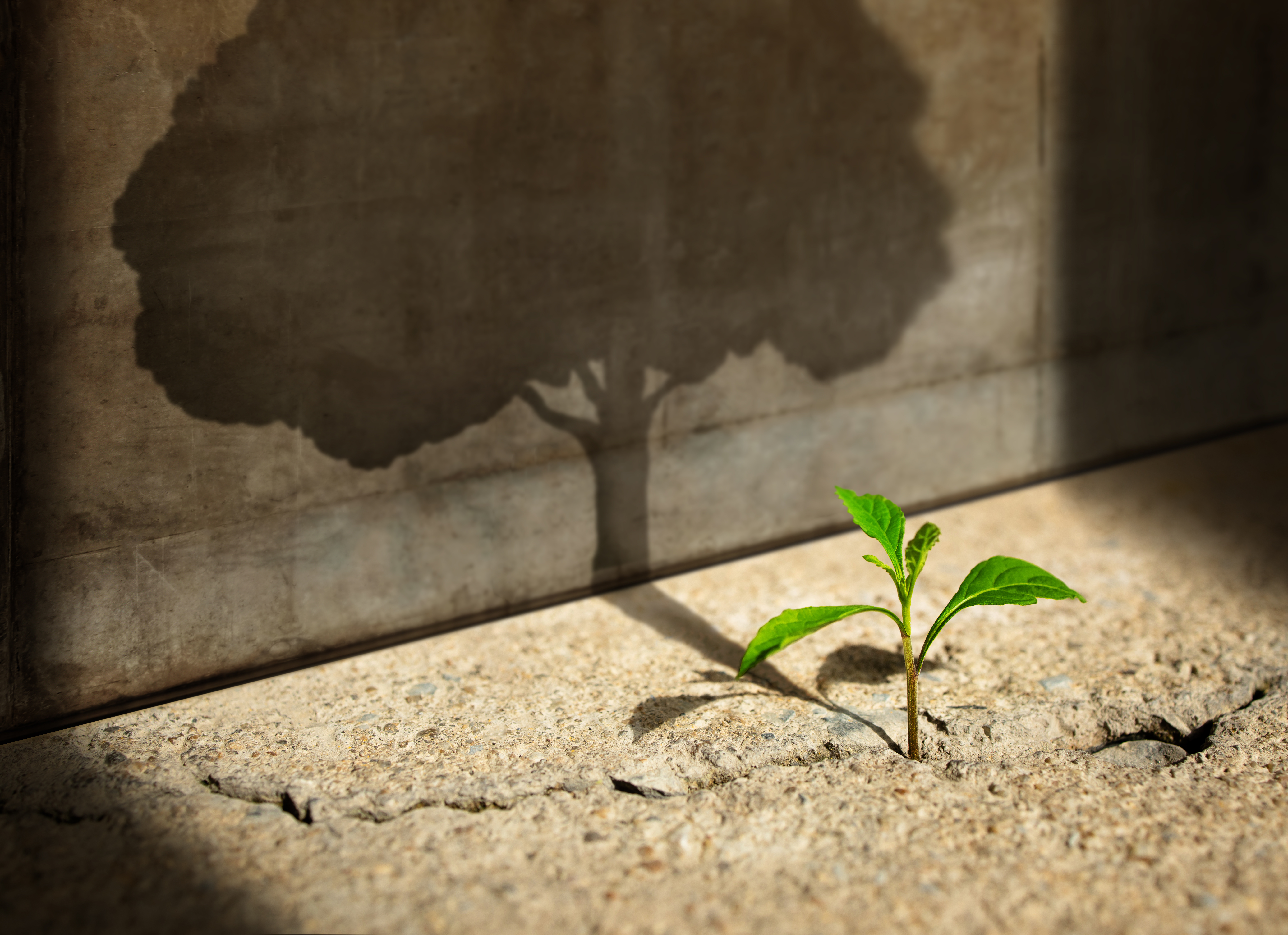 Une petite plante germe d'une fissure dans un plancher de béton, projetant l'ombre d'un arbre géant sur un mur à proximité.